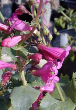 Canyon Penstemon