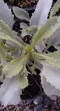 Desert Beard Tongue, Canyon Penstemon(Penstemon pseudospectabilis)