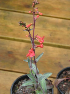 Coral Penstemon