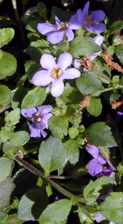 Bacopa 'Blue Showers'(Sutera cordata cv. 'Blue Showers')
