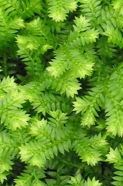 Trailing Selaginella, Spikemoss(Selaginella kraussiana)