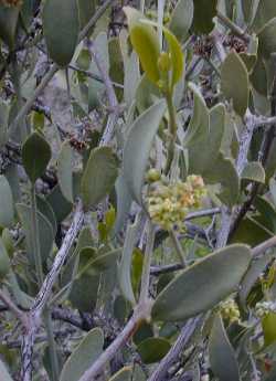 Jojoba, Goatnut(Simmondsia chinensis)