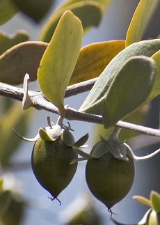 Jojoba, Goatnut(Simmondsia chinensis)