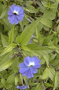 Amethyst Flower, Jamaican Forget-me-not(Browallia americana)