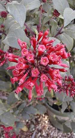 Newell Cestrum(Cestrum fasciculatum)