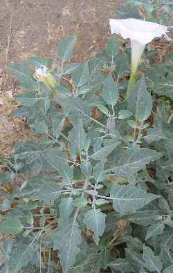 Sacred Datura, Wright's Jimson Weed(Datura wrightii)