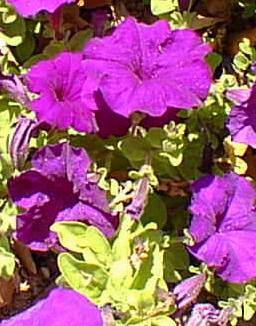 Petunia(Petunia Χ hybrida)