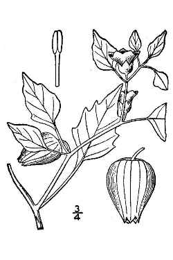 Mexican groundcherry, Tomatillo, Husk-Tomato(Physalis philadelphica)