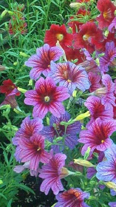 Painted Tongue, Velvet Trumpet Flower(Salpiglossis sinuata)