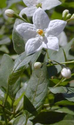 Potato vine(Solanum jasminoides)