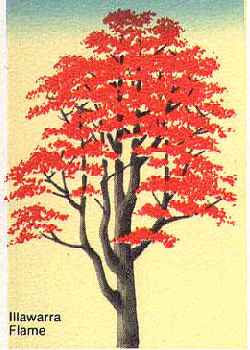 Illawarra Flame Tree(Brachychiton acerifolius)