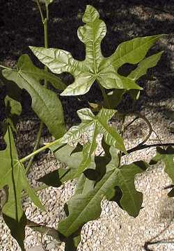 Lacebark Kurrajong, Pink Flame Tree(Brachychiton discolor)