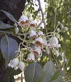 Bottle Tree, Lacebark Kurrajong(Brachychiton populneus)