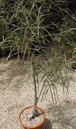 Queensland Bottle Tree(Brachychiton rupestris)