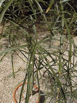 Queensland Bottle Tree(Brachychiton rupestris)