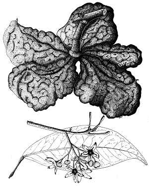 Cola Nut, Kola(Cola acuminata)