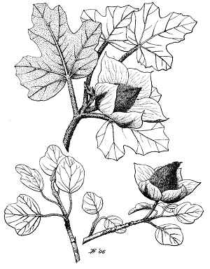 California Flannel Bush(Fremontodendron californicum)