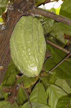 Chocolate, Cacao, Cocoa(Theobroma cacao)