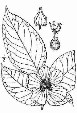 Mountain Camellia(Stewartia ovata)