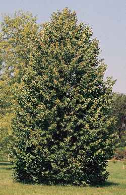 Littleleaf Linden, Small Leaved Lime(Tilia cordata)