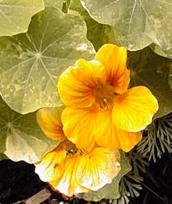 Garden Nasturtium(Tropaeolum majus)