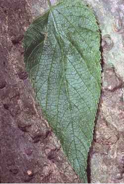 Common Hackberry(Celtis occidentalis)