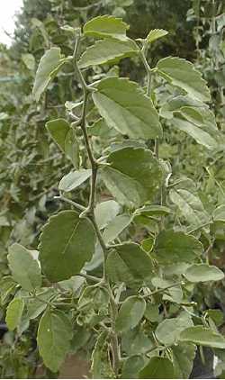 Desert Hackberry