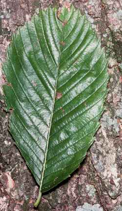 American Elm(Ulmus americana)