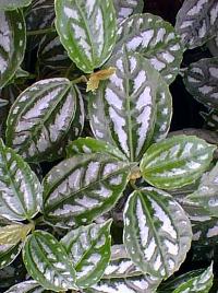 Aluminum Plant(Pilea cadierei)