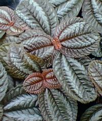 Panamiga, Pan-American friendship plant(Pilea involucrata)