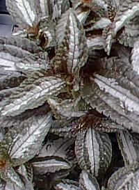 Panamiga, Pan-American friendship plant(Pilea involucrata)