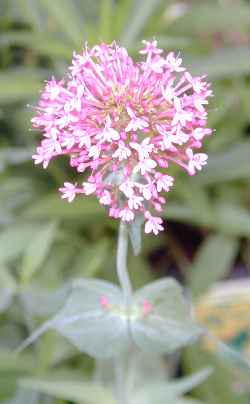 Red Valerian, Jupiter's Beard(Centranthus ruber)