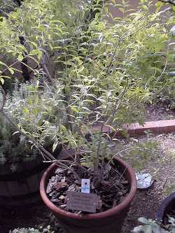 Lemon Verbena(Aloysia triphylla)