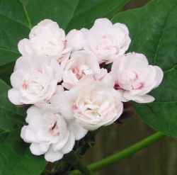 Stickbush(Clerodendrum chinense)