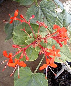 Java Glorybower(Clerodendrum speciosissimum)