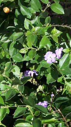 Sky Flower, Golden Dew Drop, Pigeon Berry(Duranta repens)