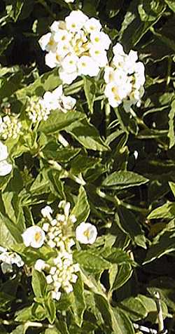 Lantana(Lantana 'Cream Carpet')