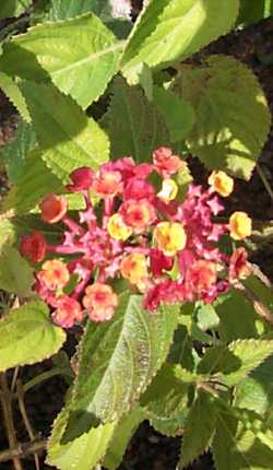 Lantana(Lantana 'Irene')