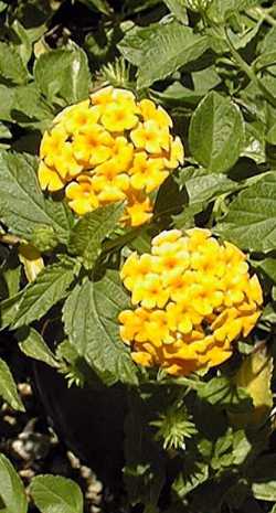 Lantana <i>hybrids</i>