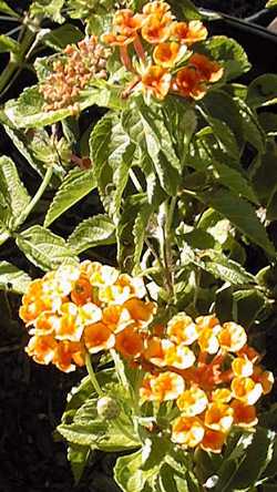 Lantana(Lantana 'Radiation')