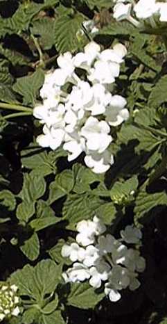 Lantana(Lantana 'White Lightning')