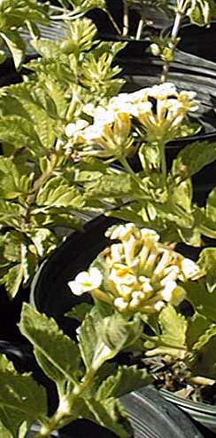 Lantana(Lantana 'Yellow Spreading')