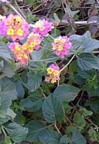 Lantana(Lantana camara)