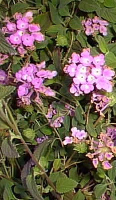 Trailing Lantana