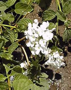 Trailing Lantana(Lantana montevidensis)