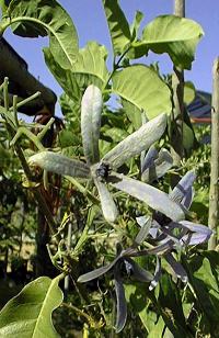 Queen's Wreath, Purple Wreath, Sandpaper Vine(Petrea volubilis)