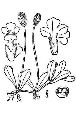 Turkey Tangle Fogfruit, Creeping Lip Plant(Phyla nodiflora)