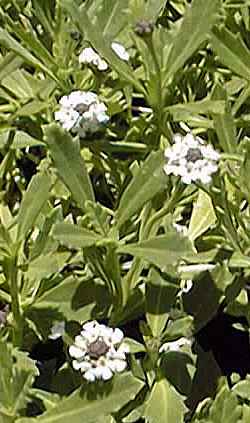 Turkey Tangle Fogfruit, Creeping Lip Plant(Phyla nodiflora)