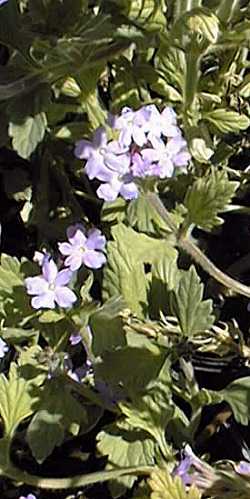 Gooding Verbena(Glandularia gooddingii)