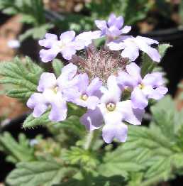 Gooding Verbena(Glandularia gooddingii)